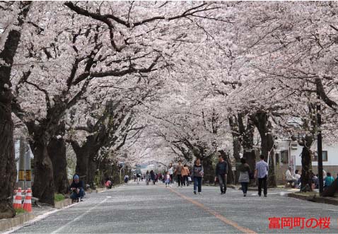 富岡町の桜　平成２９年４月１４.jpg